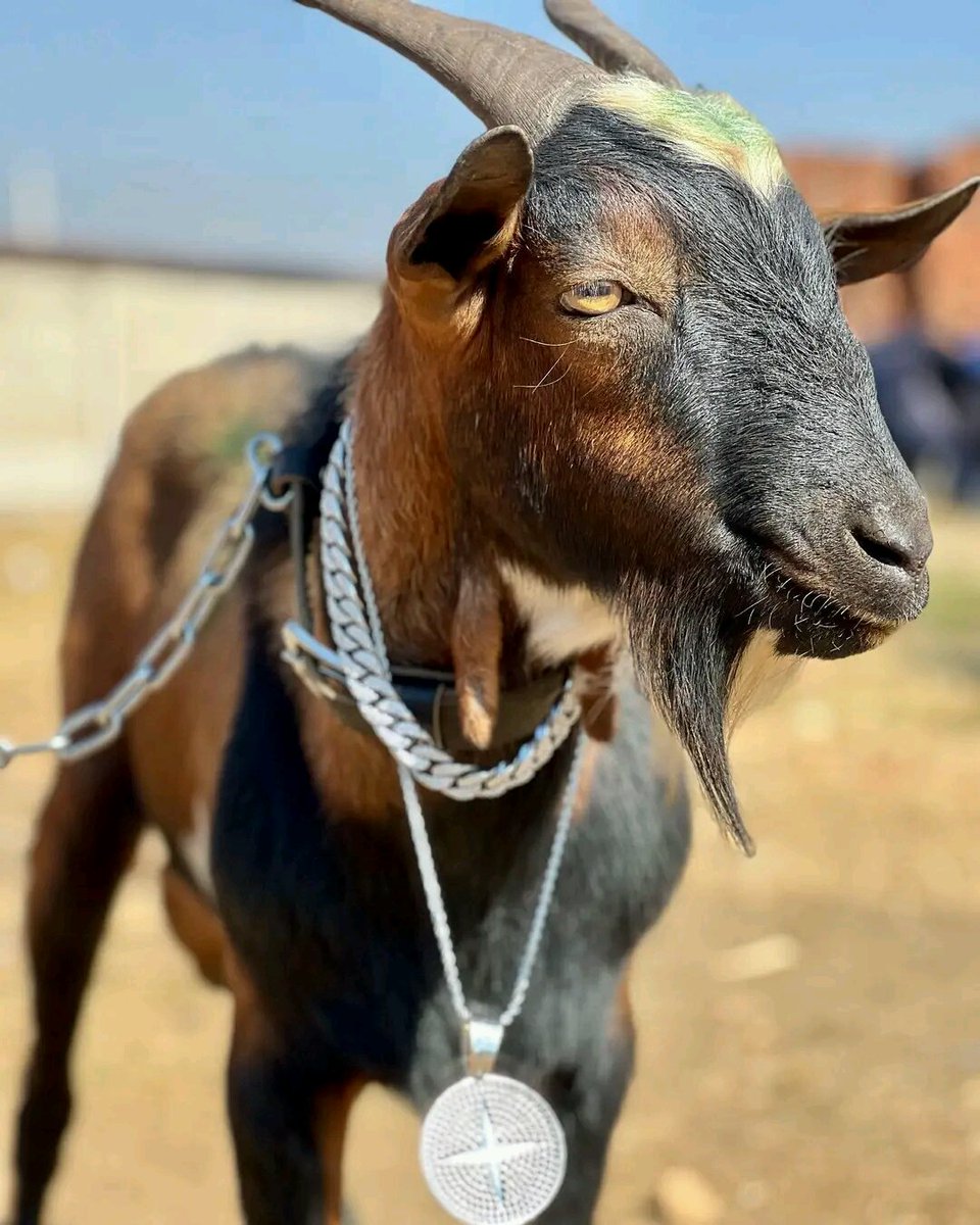 ChungaKb's tweet image. Mbuzi