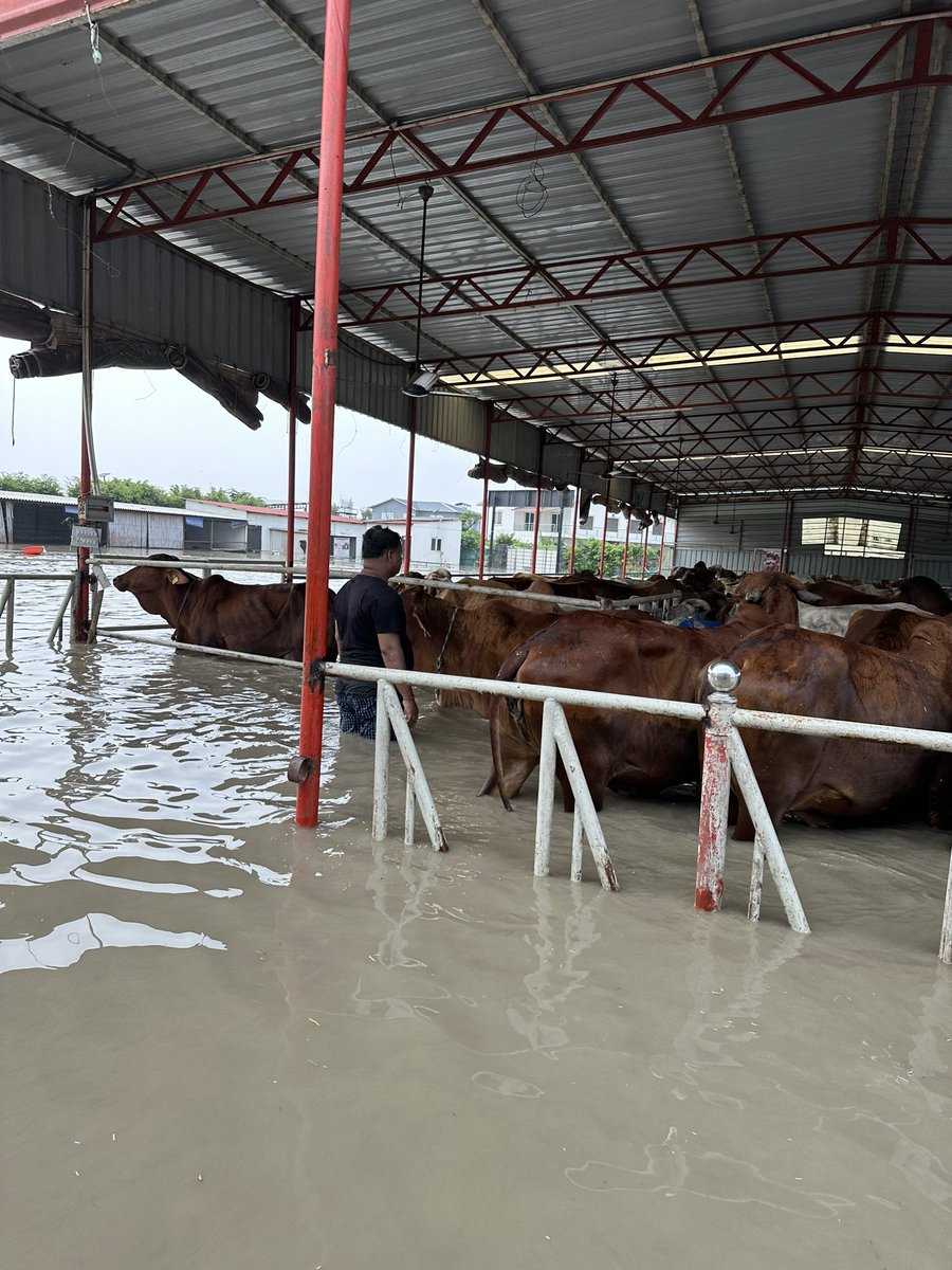 narendrakumar4u's tweet photo. on the behalf of @hind_rise गौशाला We would like to thank @8NdrfGhaziabad all of you for the tremendous outpouring of help, assistance, kindness, sacrifice that was shown to us #floodreliefnoida showing of support. Together We have saved close to 190 cows. Big thanks for gauraksha dal delhi, member of hindrise, volunteers, members of राष्ट्रीय गौसेवक संघ & citizen. It is indeed help in saving voiceless cows. Unfortunately due to delay almost no support and many restrictions from district administration we lost 😡 many cows & some of them are still missing. Search is on. Hope for the best. 
#FloodRelief #FloodRescueOperation #noidaflood #noida #ndrf #sdrf #floodreliefnoida #sector135