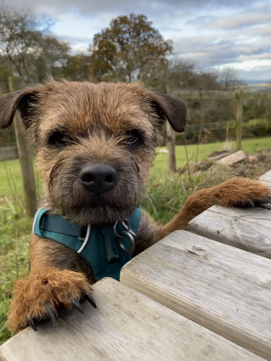 @TrudyTerrier OBE 👑 tweet media