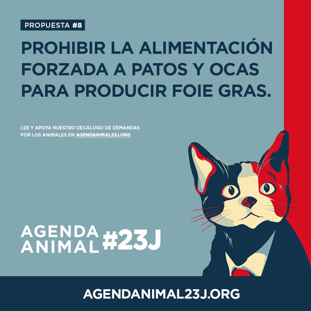 🏛🗳 🇪🇸 ELECCIONES 23J
PROPUESTA #8

📝🦆 Pedimos a las formaciones políticas prohibir la alimentación forzada a patos y ocas para producir foie gras.
#AgendAnimal23J

Apoya el decálogo por los animales en Agendanimal23J.org