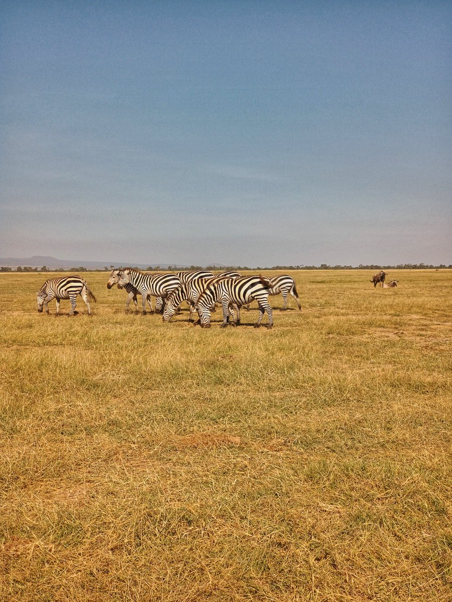 Happy New Week From Paradise, Amboseli National Park, 🇰🇪

CALL OR EMAIL US FOR CUSTOMIZED KENYA SAFARI EXPERIENCES ‼️
☎️ +254796597208
📥 info@spikytours.com

#amboseli #amboselinationalpark #luxurytravel #kenyasafari #spikytours #kilimanjaro #safari #magicalkenya #elephants