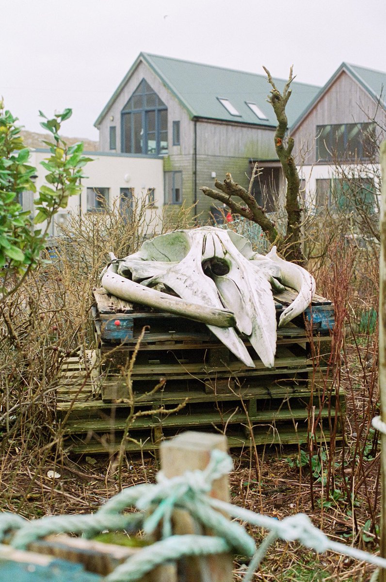 // WHALE SKULL - NORTHTONE, ISLE OF HARRIS (SCOTLAND) — FEB23 ©Jeremy Blahay //
•
A documentary project, in progress. Winner of the *creation support Grant from the City of Saint-Nazaire, FR*

#documentaryphotography #outerhebrides #scotland #project #isleofharris #whaleskull