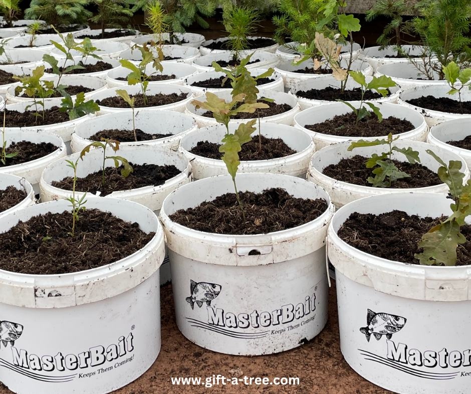 GiftaTreeGlobal's tweet image. This is funny! Will our new tubs help Tree Reproduction?

Our new 'MasterBait' tubs have turned our nursery into a good-natured punchline.

#TreeHumor #TreeReproductionLaughs #giftatree #GoodLaughs  #TreeLove #GardeningHumor