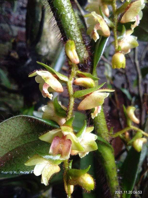 kvnrdt's tweet photo. Tricotosia ferox
From indonesia
#orchid
#orchidee
#anggrekindonesia
#orchidorchide https://t.co/NDmTdIHAvA
