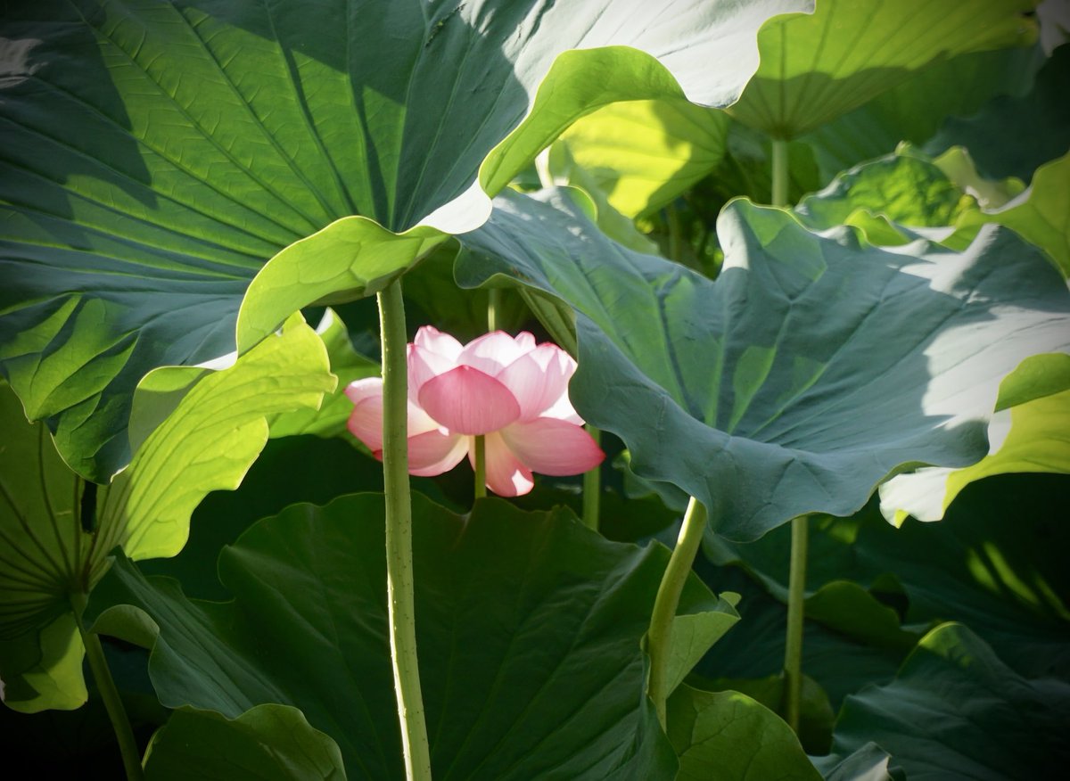 canonical_hours's tweet photo. 透き通る花びら、葉陰で発光する花
蓮って、やっぱりちょっとこの世のものとは思えない感じがする（早起きして上野へ） https://t.co/1Kcxyhf3nk