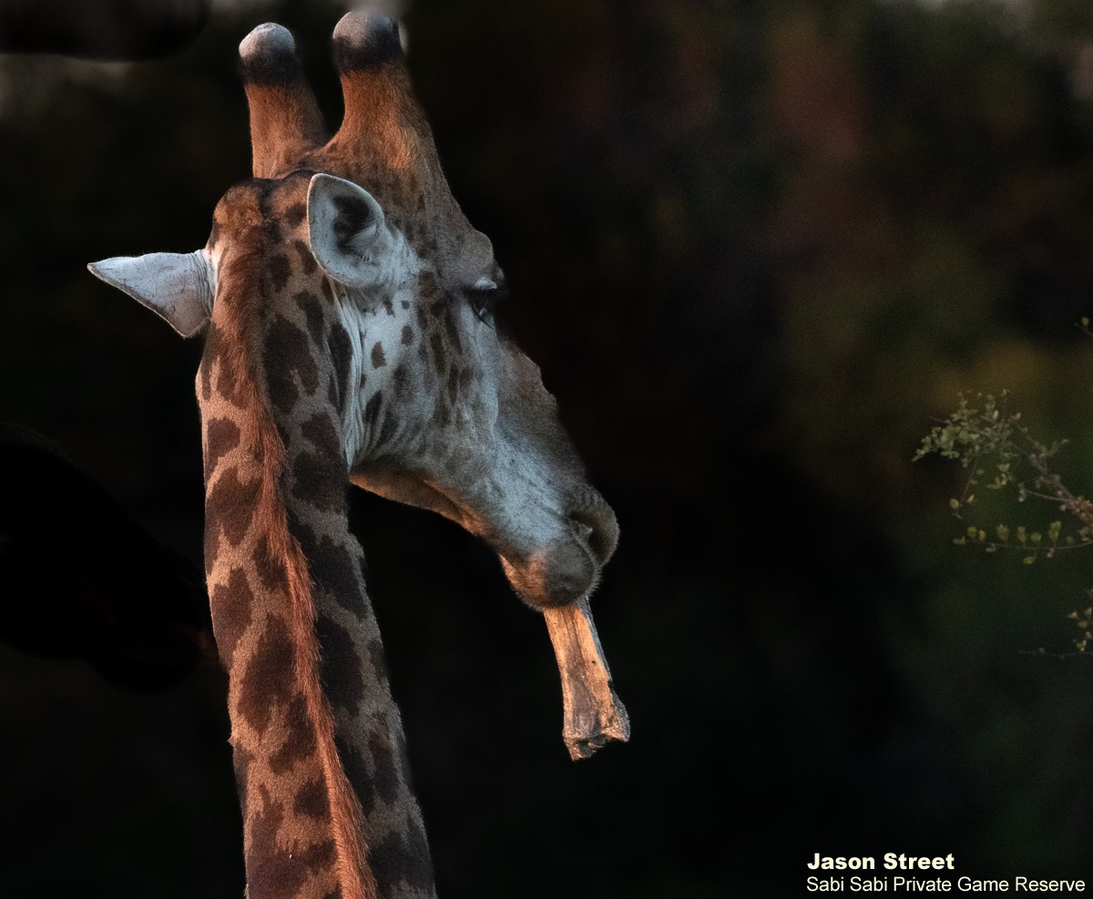 SabiSabiReserve's tweet photo. A tower of giraffe was gnawing on some old bones. During winter, the calcium &amp; phosphorus found in plants are inadequate to satisfy a giraffe's needs. They will seek alternatives to supplement their needs &amp; gnaw on bones (osteophagia) &amp; consume soil (geophagia) for this purpose. https://t.co/lYgr1m2Wf6