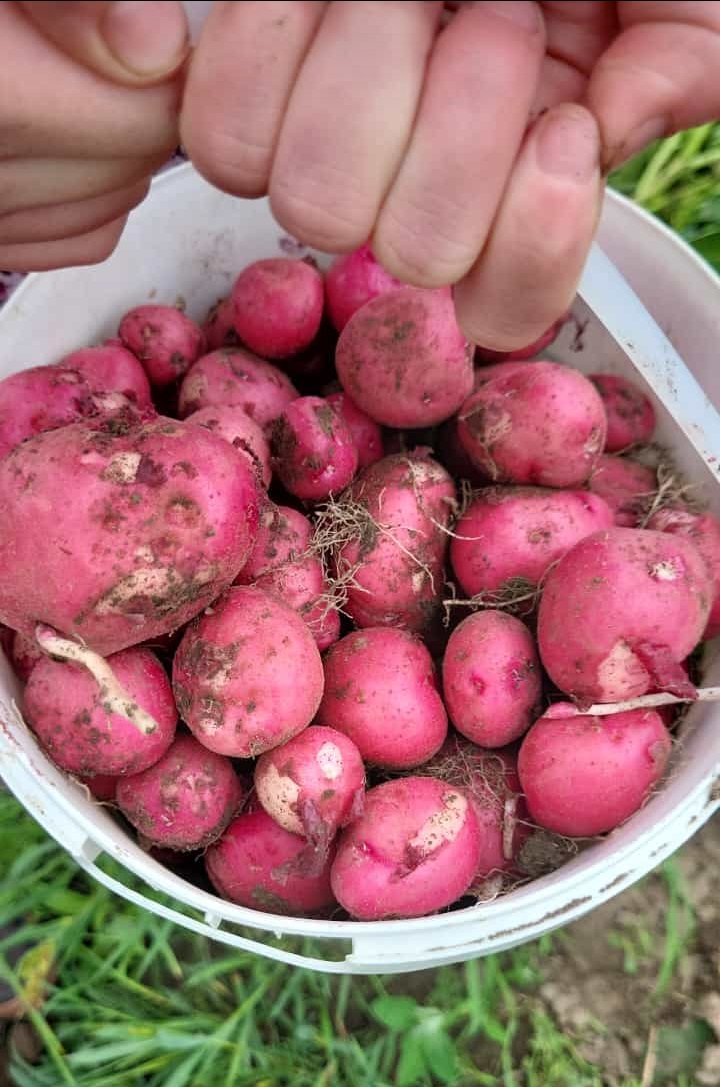 ColonyMeats's tweet photo. Fresh Vegetables *Available* in the meatshop! https://t.co/hWmRAJkt3e