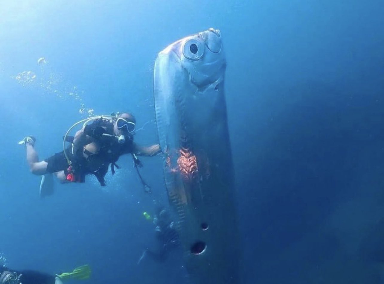 🛸 FROGTZU 🛸 on Twitter "“Apocalyptic fish discovered off the coast of