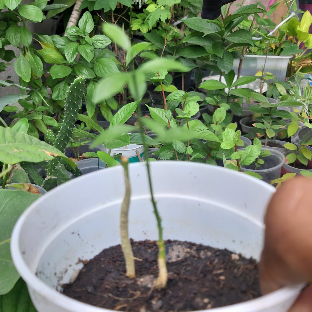 pramul18's tweet photo. My plants https://t.co/K5gfsfyMC5