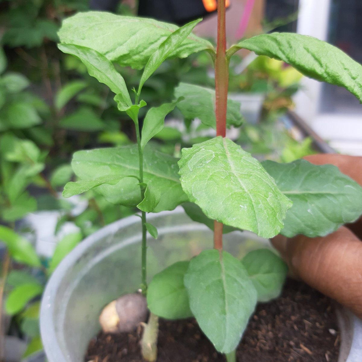pramul18's tweet photo. My plants https://t.co/K5gfsfyMC5