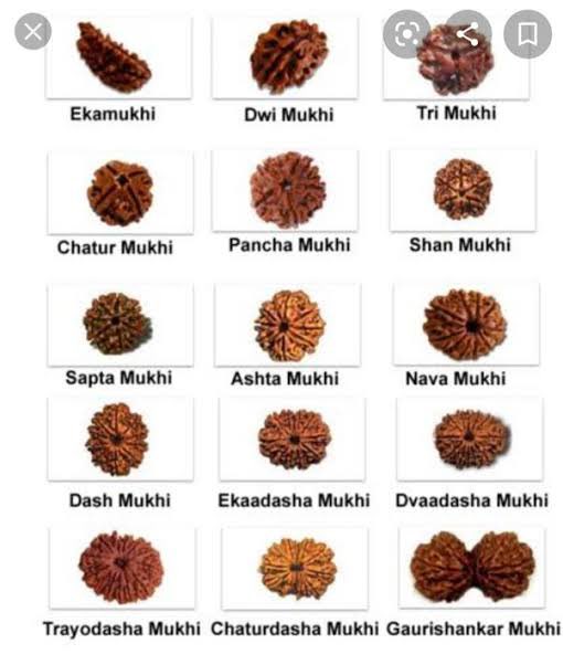 V_Shuddhi's tweet image. रुद्राक्ष की उत्पत्ति, प्रकार एवम् लाभ 

त्रिपुरस्य वधे काले रुद्रस्याक्ष्णोऽपतंस्तु ये । अश्रुणो बिन्दवस्ते तु रुद्राक्षा अभवन् भुवि ॥

रुद्राक्ष की उत्पत्ति पुराणों और ग्रंथो में कहा गया है, कि त्रिपुर नामक दैत्य था उसने समस्त देवलोक में आतंक मचा रखा था । एक दिन समस्त देवताओ ने…