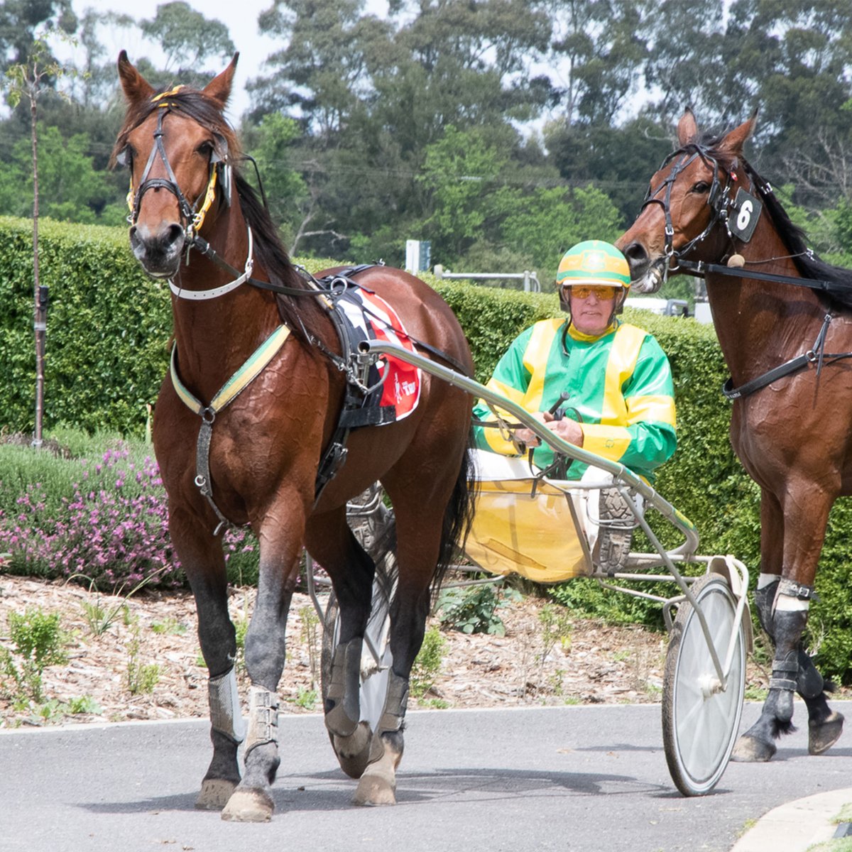 Yarra Valley Racing tweet media