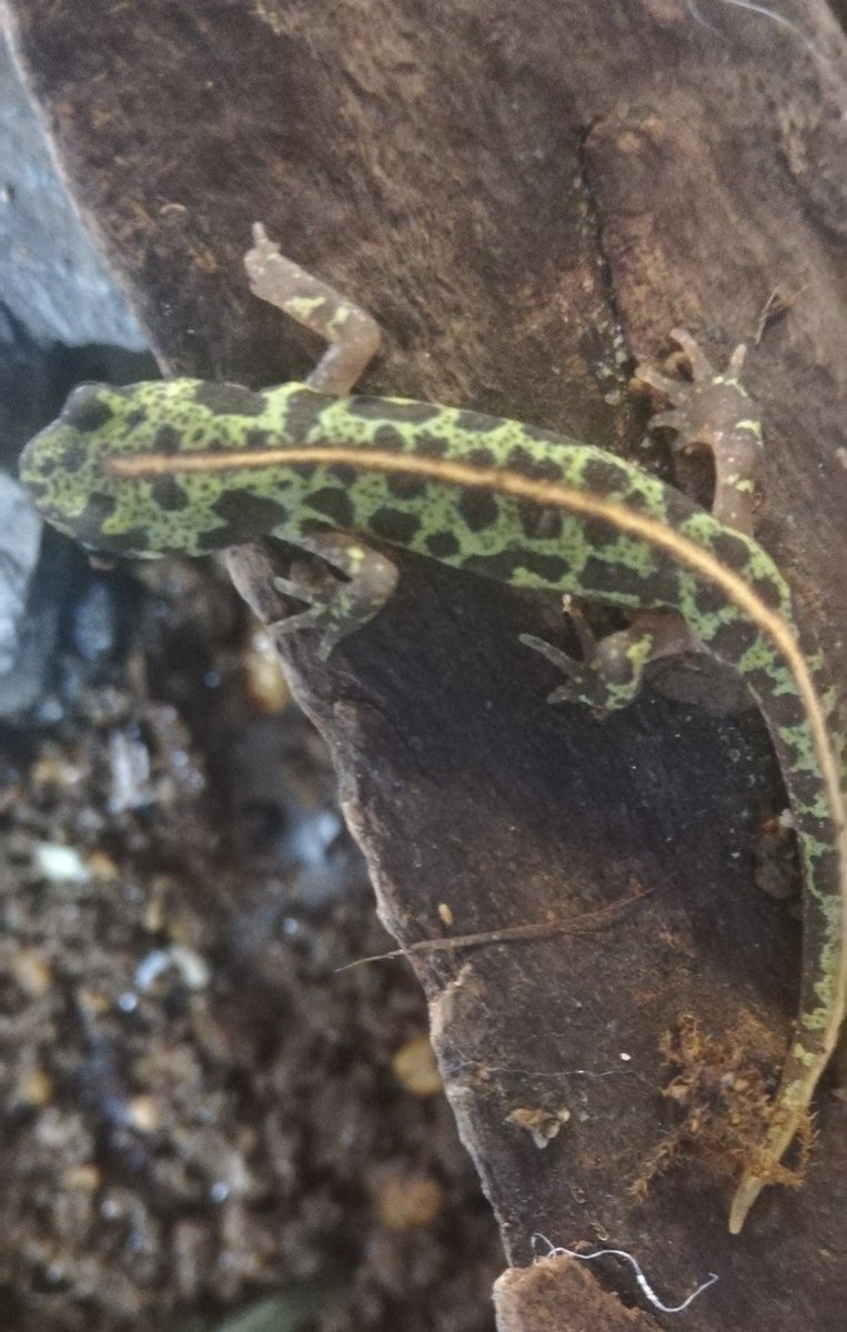 12匹！わけあり2025CBシントラ産マダライモリ幼生 高品質，お得