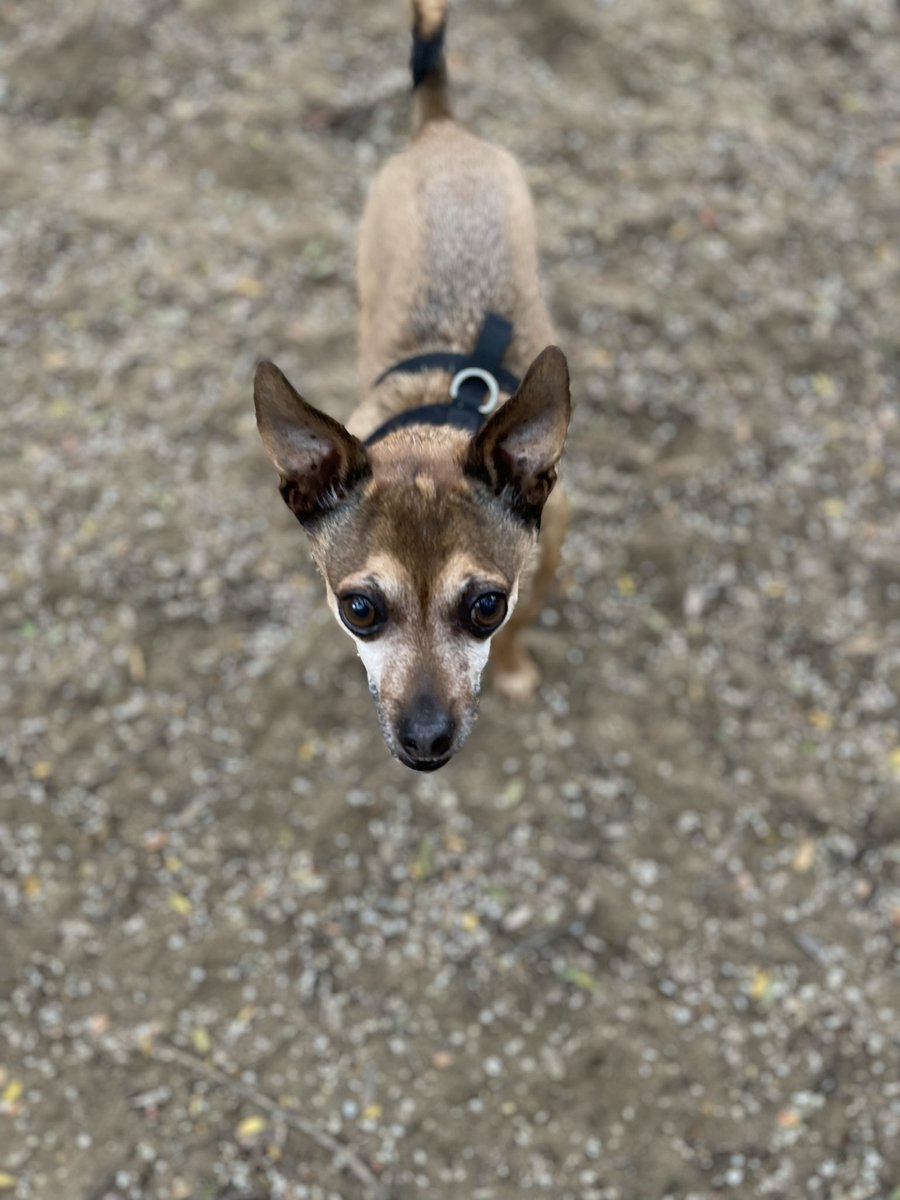 Hey, I know it’s bad form and I hate to ask for a favor from the twitterverse but my little dog got spooked and ran away. Been searching for him for hours on foot and in my car. Last saw him on 25th st. near Alabama st. He looks like this.