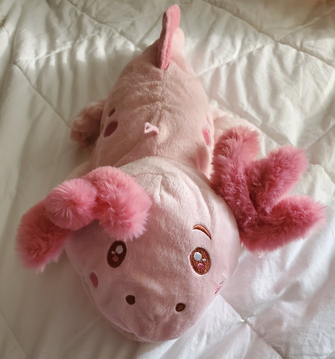 FloofyMid's tweet photo. Got a new lil friend today! :> https://t.co/o9KujEOscg