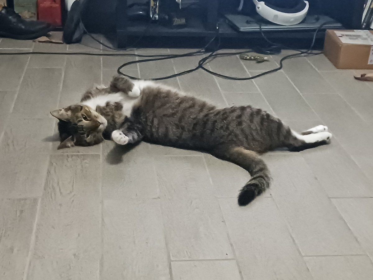 necroticfist's tweet photo. @jska00 She cats https://t.co/86iHFisrVm