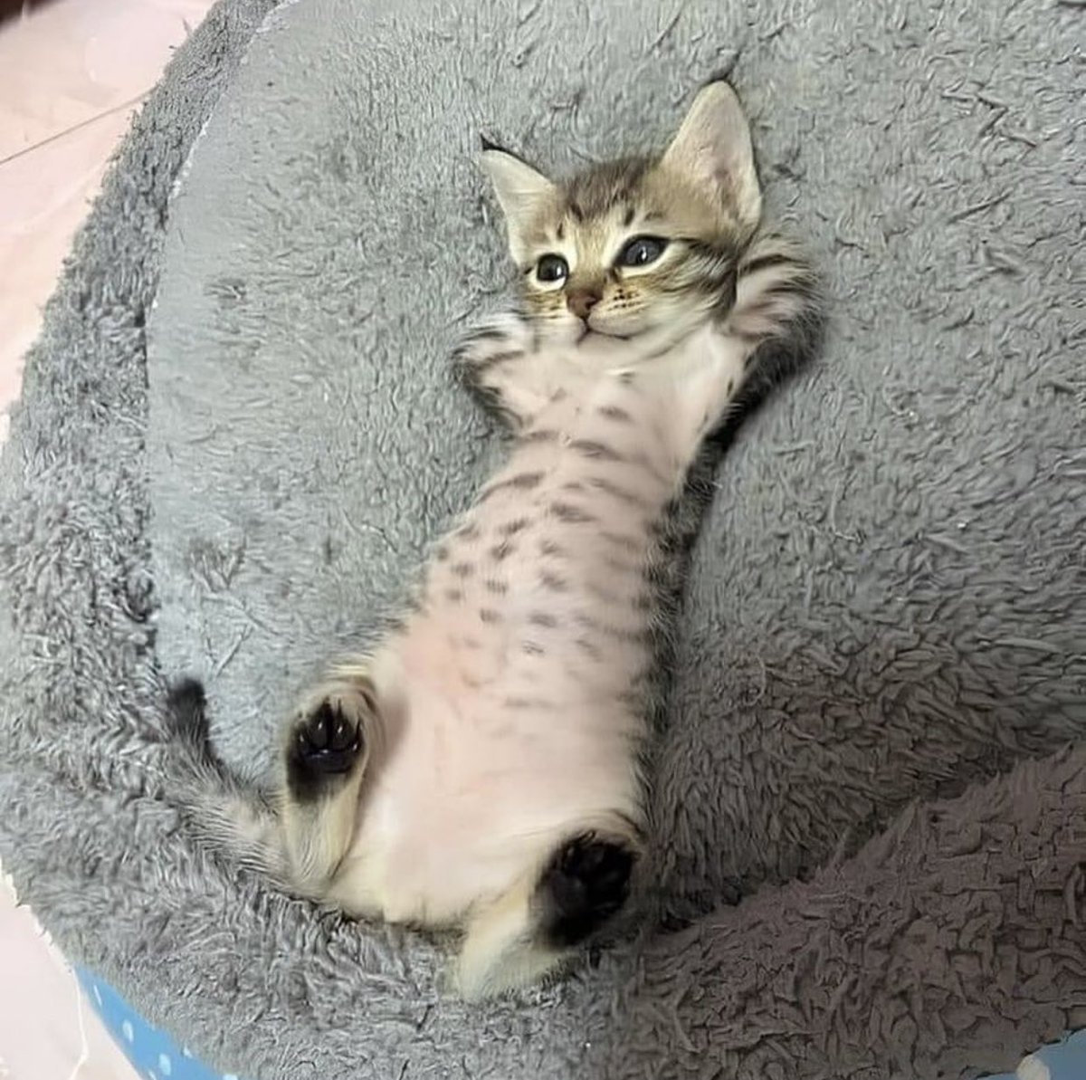 ShouldHaveCat's tweet photo. https://t.co/vL33rseG4M