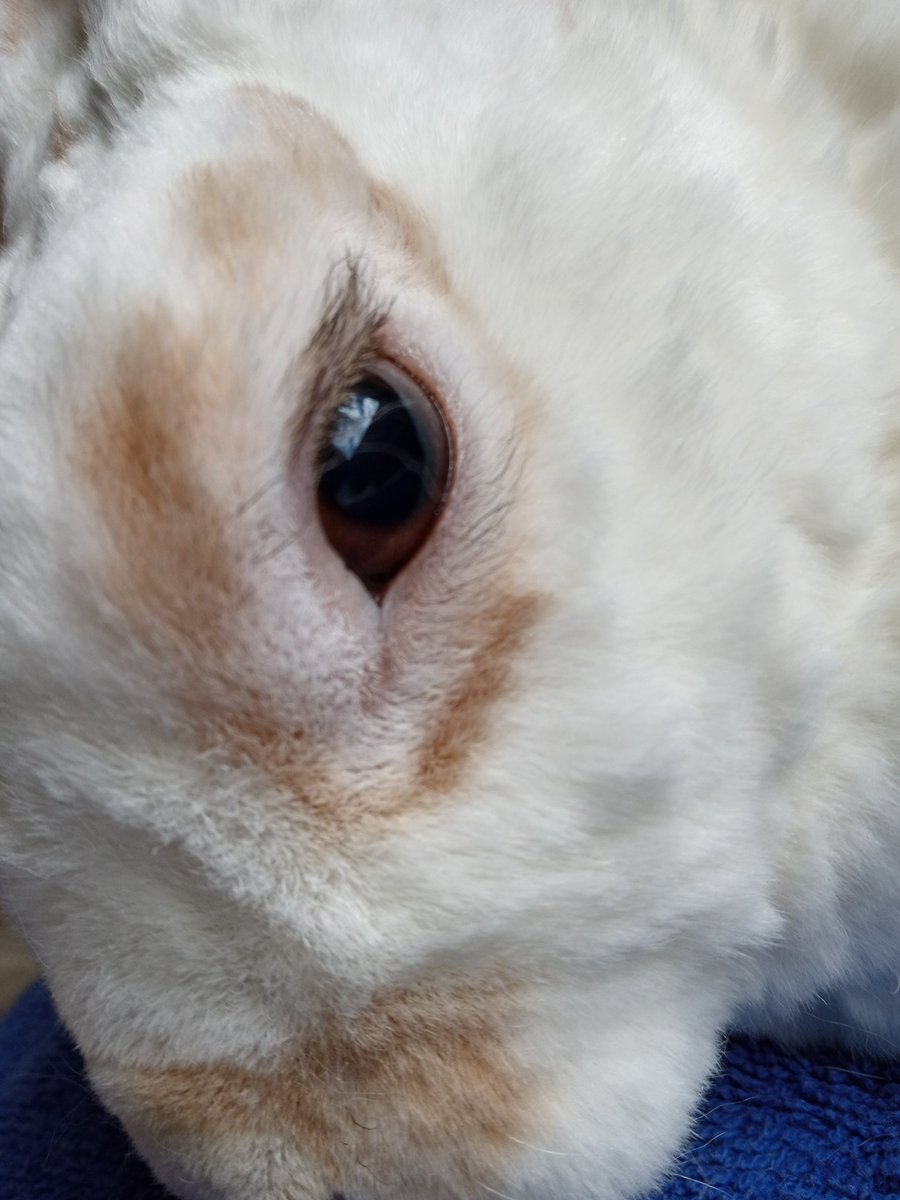 floorsharkmomma's tweet photo. One of Clover's beautiful amber eyes! #CloverRex #bunnylove #rexbreed https://t.co/Cw9UaCznje