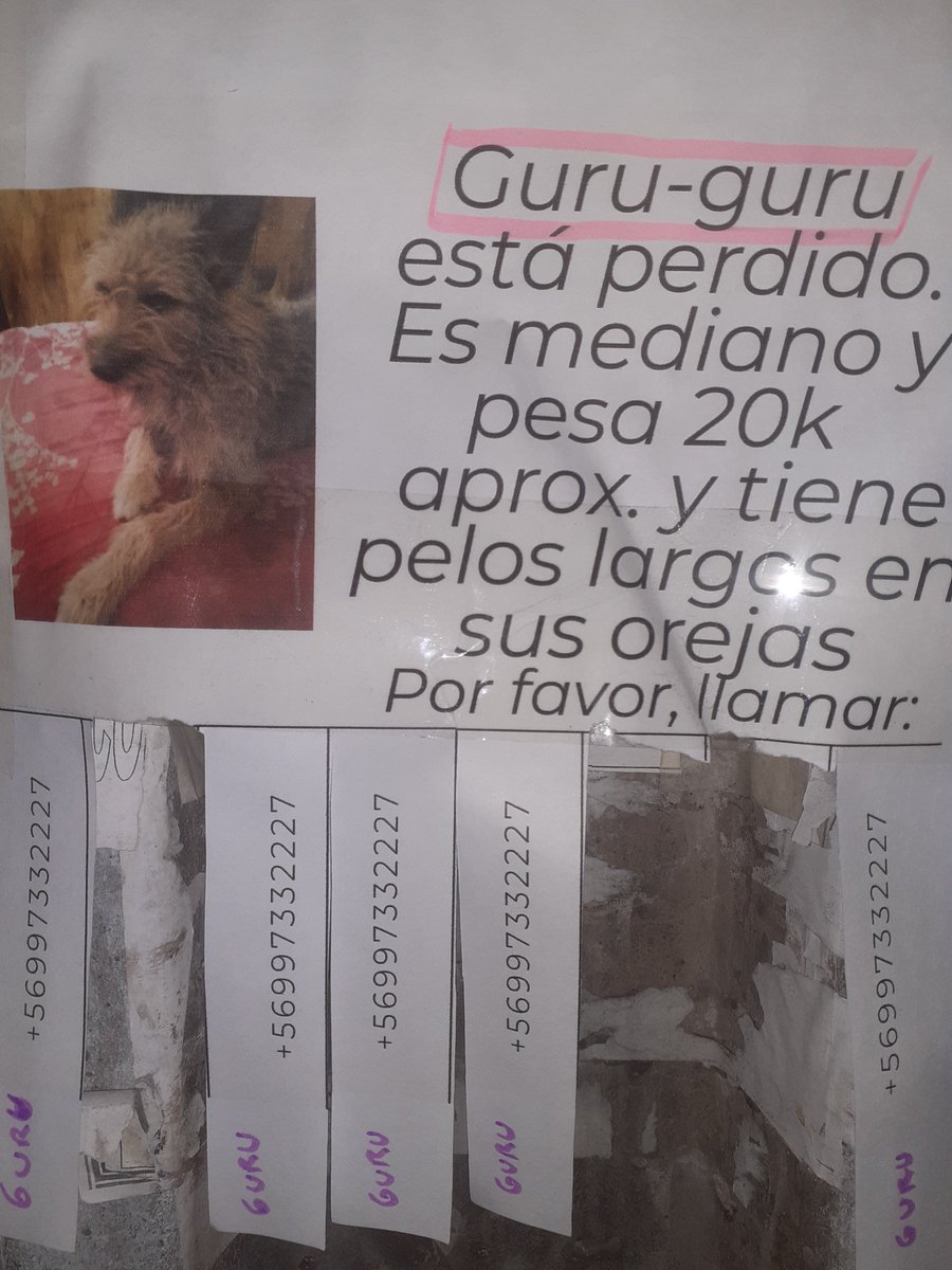 Victor76281343's tweet photo. #Antofagasta  se busca a Guru-guru ,este aviso lo vi por avda. Iquique con Huanchaca ,cualquier info llamar al  +56997332227, se agradece la ayuda https://t.co/NwGG65PDyS