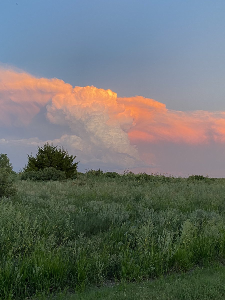 Emerson Lynch tweet media