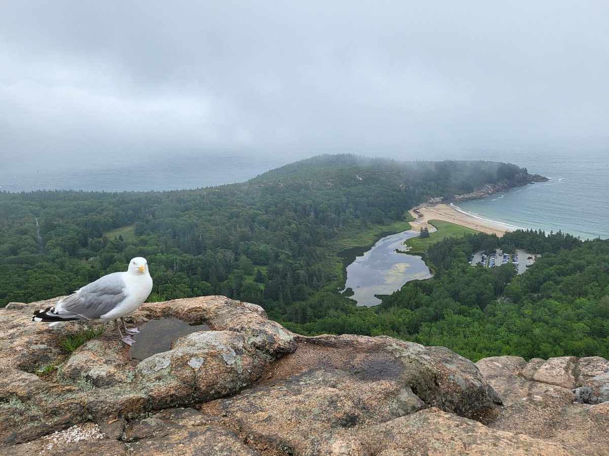 Steph_Outside's tweet photo. Herring gull on the Beehive @AcadiaNPS https://t.co/EUjApxovFG