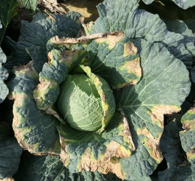 A/Prof Jonathan Plett (@fungidownunder) on Twitter photo Please RT: In collaboration with Uffe Nielsen, <a href="/JohannaWHWong/">Johanna Wong</a>, Toni Chapman and Krista Plett we have two new funded PhD positions studying early pathogen detection and intervention in vegetables. For further info:
tinyurl.com/3a55ppm6
tinyurl.com/yc2y7e3t Please RT: In collaboration with Uffe Nielsen, <a href="/JohannaWHWong/">Johanna Wong</a>, Toni Chapman and Krista Plett we have two new funded PhD positions studying early pathogen detection and intervention in vegetables. For further info:
tinyurl.com/3a55ppm6
tinyurl.com/yc2y7e3t