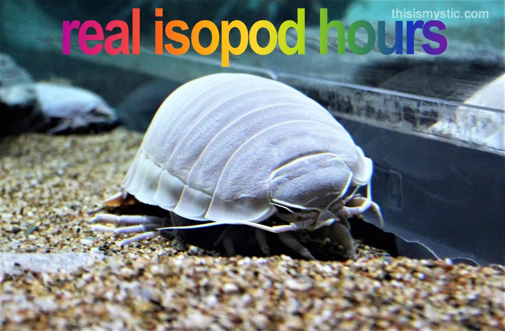 IsopodBot's tweet image. It's real isopod hours