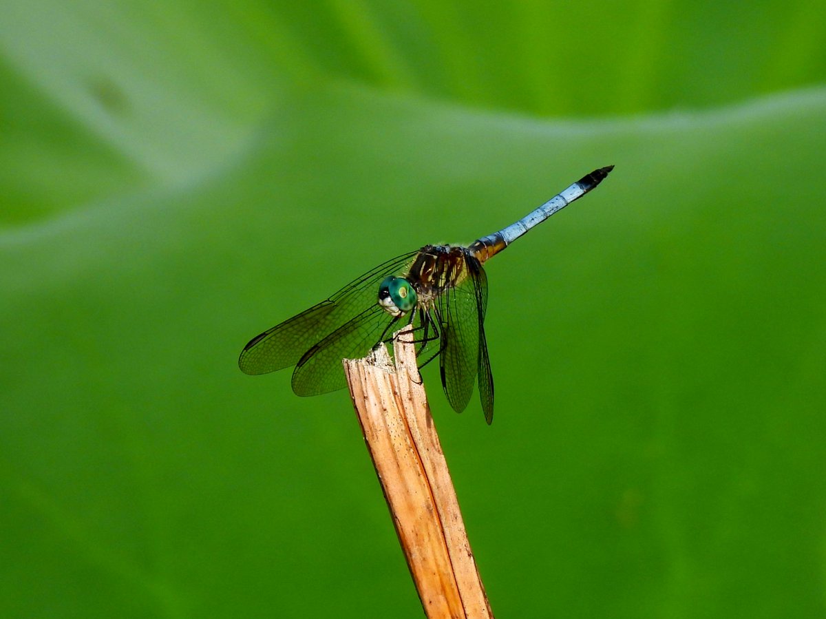 Luo_Qing's tweet photo. One of approximately a bajillion Blue Dasher dragonflies guarding their territories on the lotus and lily ponds at @KenAqGardens.
#dragonflies #SmallIsBeautiful #BugNerd https://t.co/KaY37dBpRn