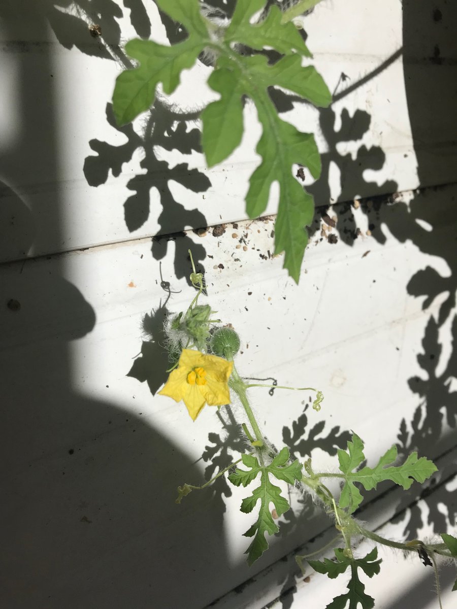 garam_melon's tweet photo. 密かに育てている地這い栽培のスイカ。
こちらは3株ほどありそれぞれ実をつけています。
人工授粉もさせて順調。
#家庭菜園 https://t.co/fZeiwp4S8v