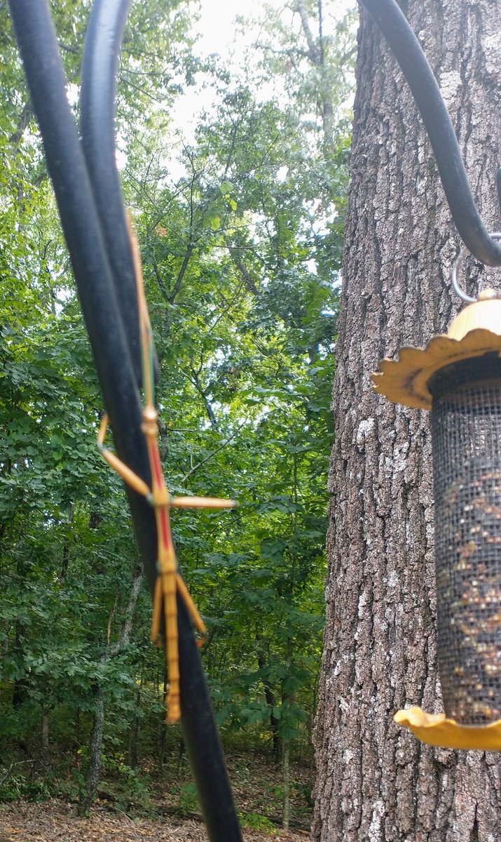 marciamellotaco's tweet image. Creepy #stickbug #insects