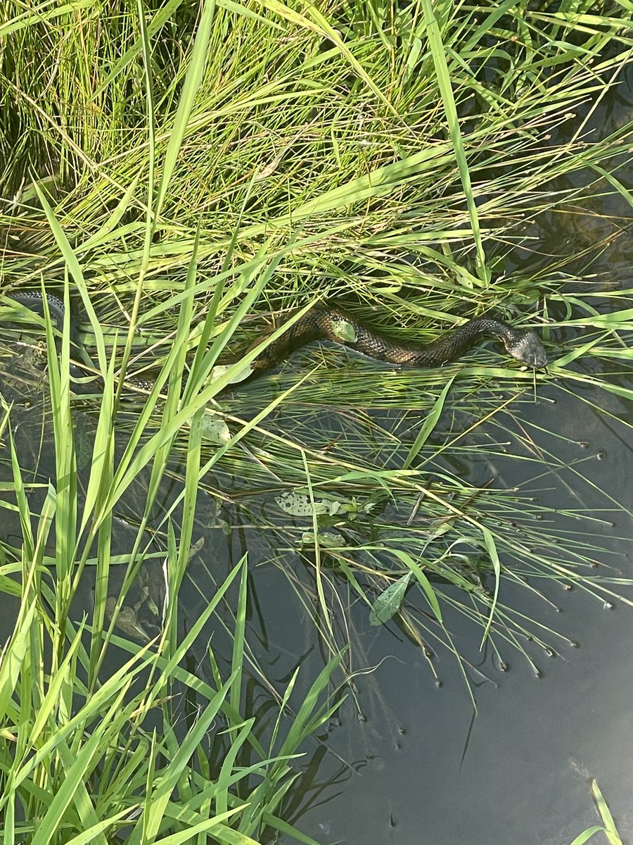 LeLarBear's tweet photo. Happy #WorldSnakeDay to all who celebrate. Saw this lovely cottonmouth on my run today. https://t.co/dnXSOzSaR6