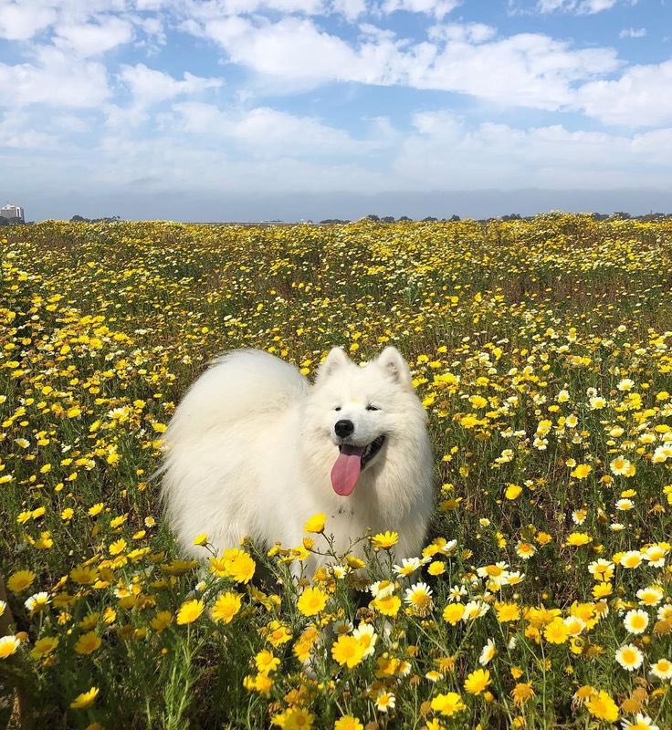 Puppieslover's tweet photo. If this photo reaches your timeline everything will be okay♥️ https://t.co/h7E1x5ItOw