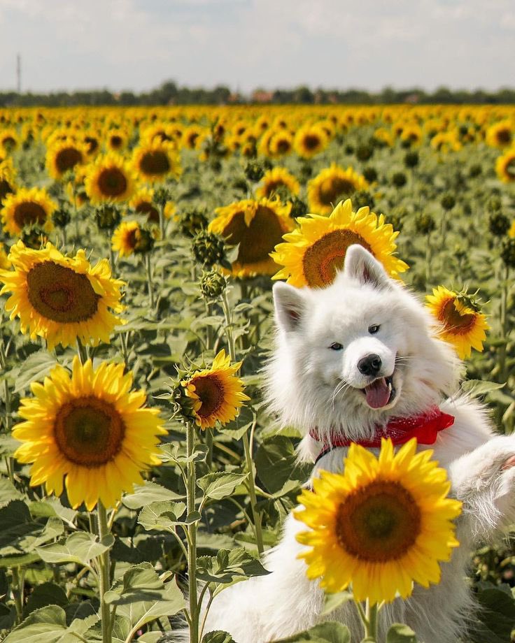 Puppieslover's tweet photo. If this photo reaches your timeline everything will be okay♥️ https://t.co/h7E1x5ItOw