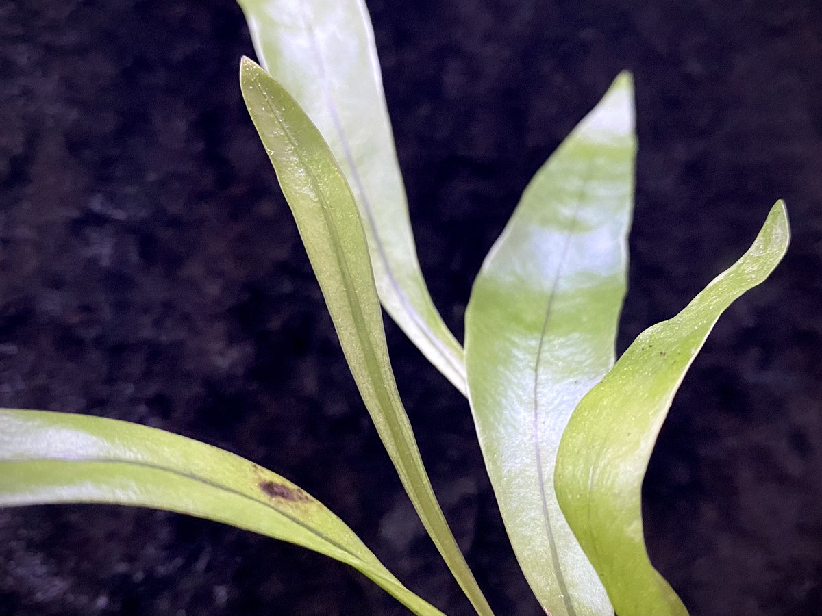 moregoro's tweet image. 本日の朝草。ファイルNo.600

Asplenium sp. from Sangkhlaburi Kanchanaburi Thailand

m-r-g-r.com
Instagram ID moregoro5016

#Asplenium