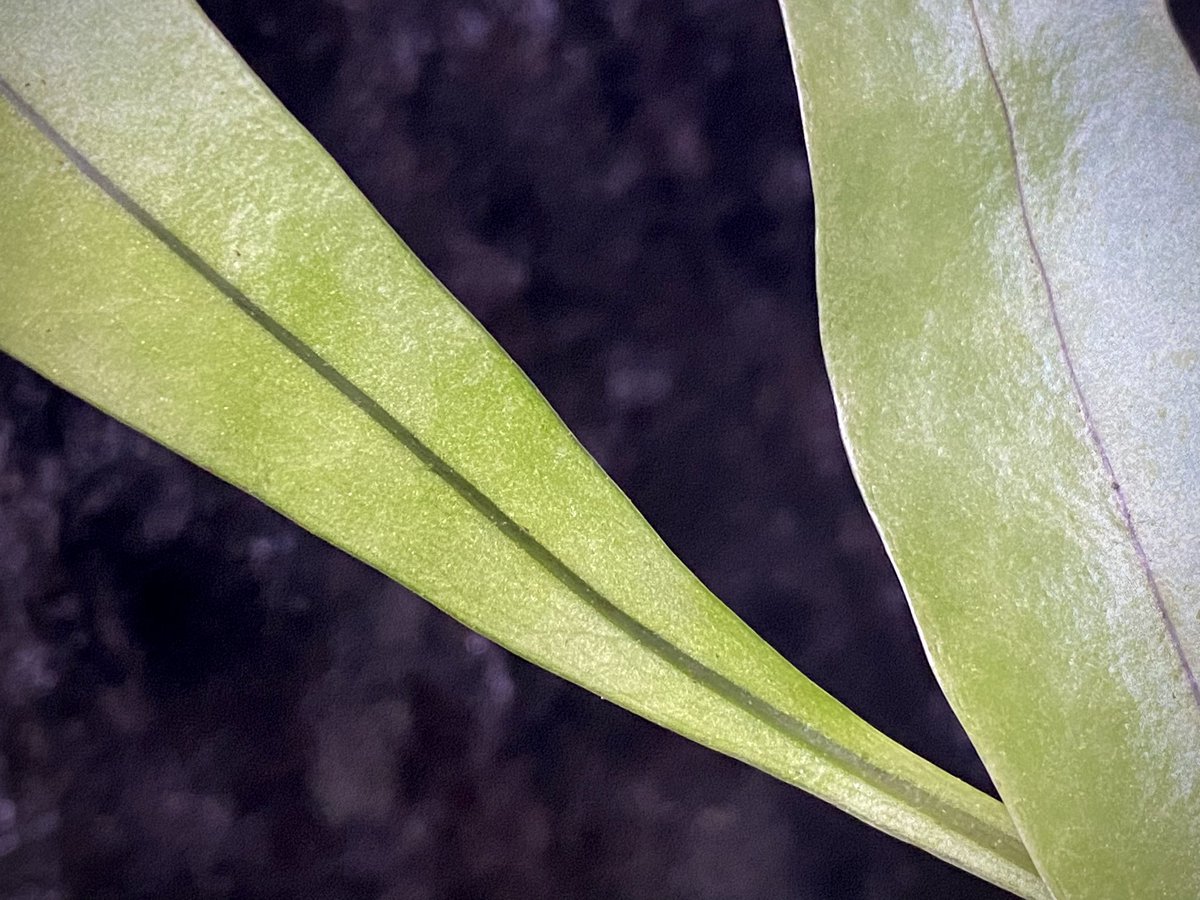 moregoro's tweet image. 本日の朝草。ファイルNo.600

Asplenium sp. from Sangkhlaburi Kanchanaburi Thailand

m-r-g-r.com
Instagram ID moregoro5016

#Asplenium