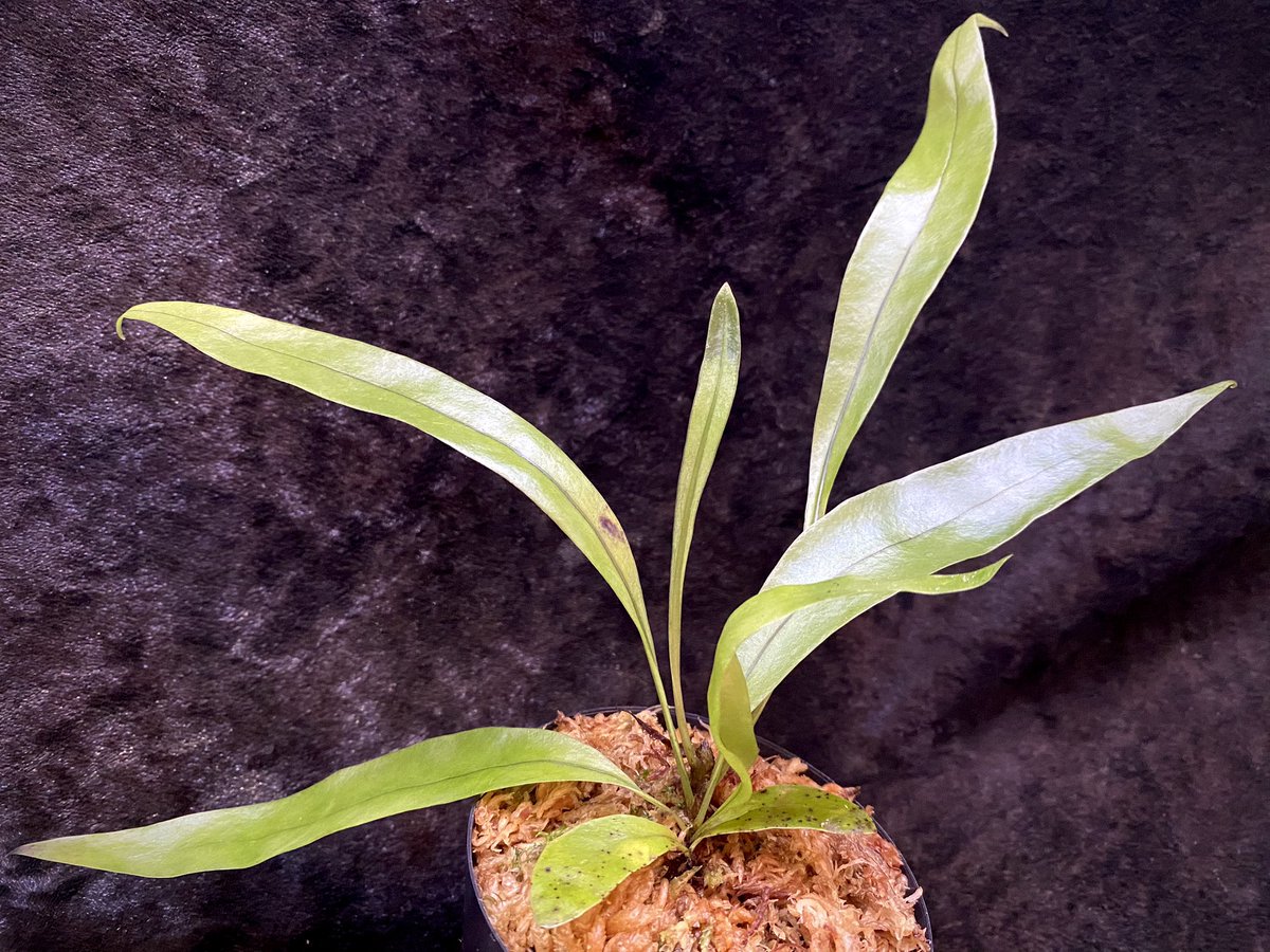 moregoro's tweet image. 本日の朝草。ファイルNo.600

Asplenium sp. from Sangkhlaburi Kanchanaburi Thailand

m-r-g-r.com
Instagram ID moregoro5016

#Asplenium