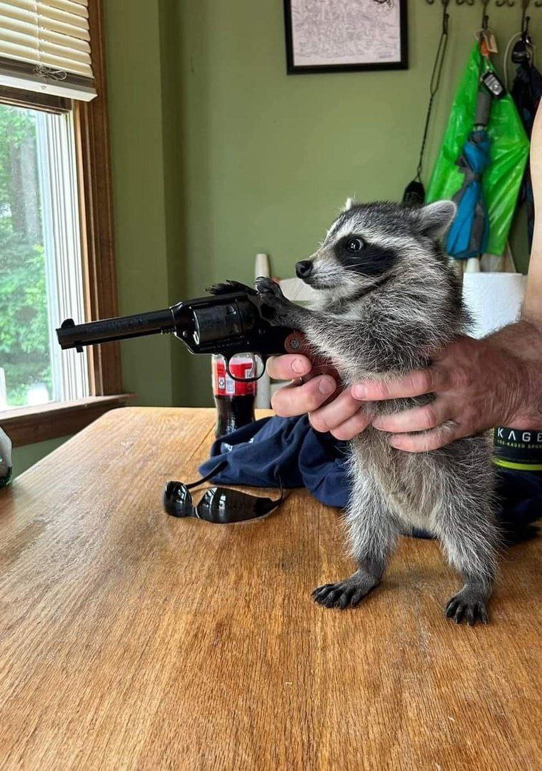 Moe Bible Verses ️ on Twitter "Raccoon with a gun Who will he shoot