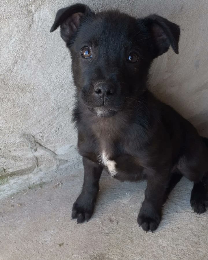 refugioenalerta tweet media