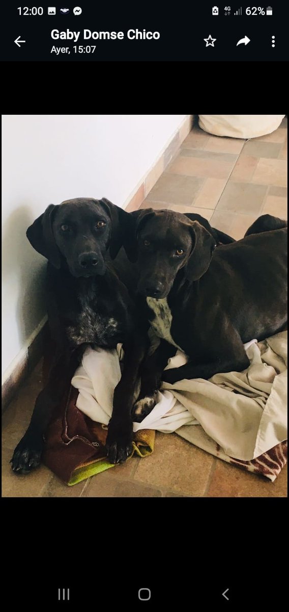 refugioenalerta tweet media