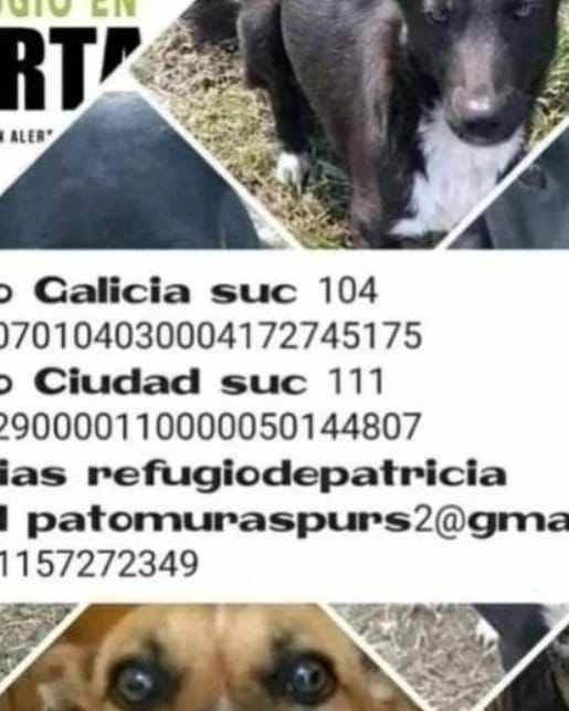 refugioenalerta tweet media