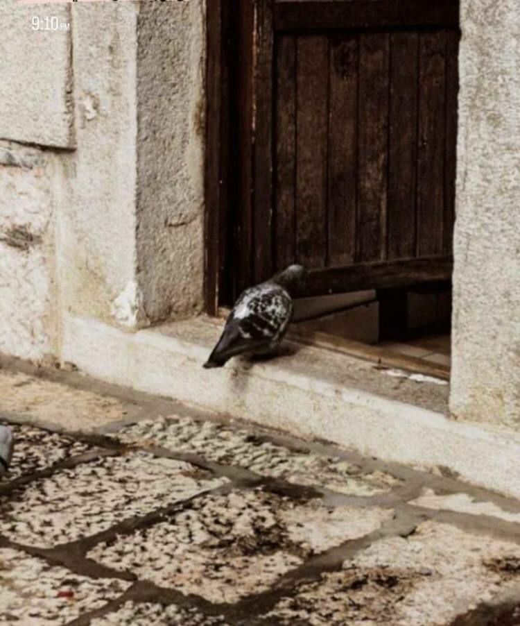 '

- آية الله عبد الحسين دستغيب "رض" :

إن صُدور الذَّنب ليس دليلاً على إنعدام الإيمان بل أن إرتكاب الذنب دُون الإحساس بمَشاعر النَّدم دليلٌ على فُقدان الإيمان.