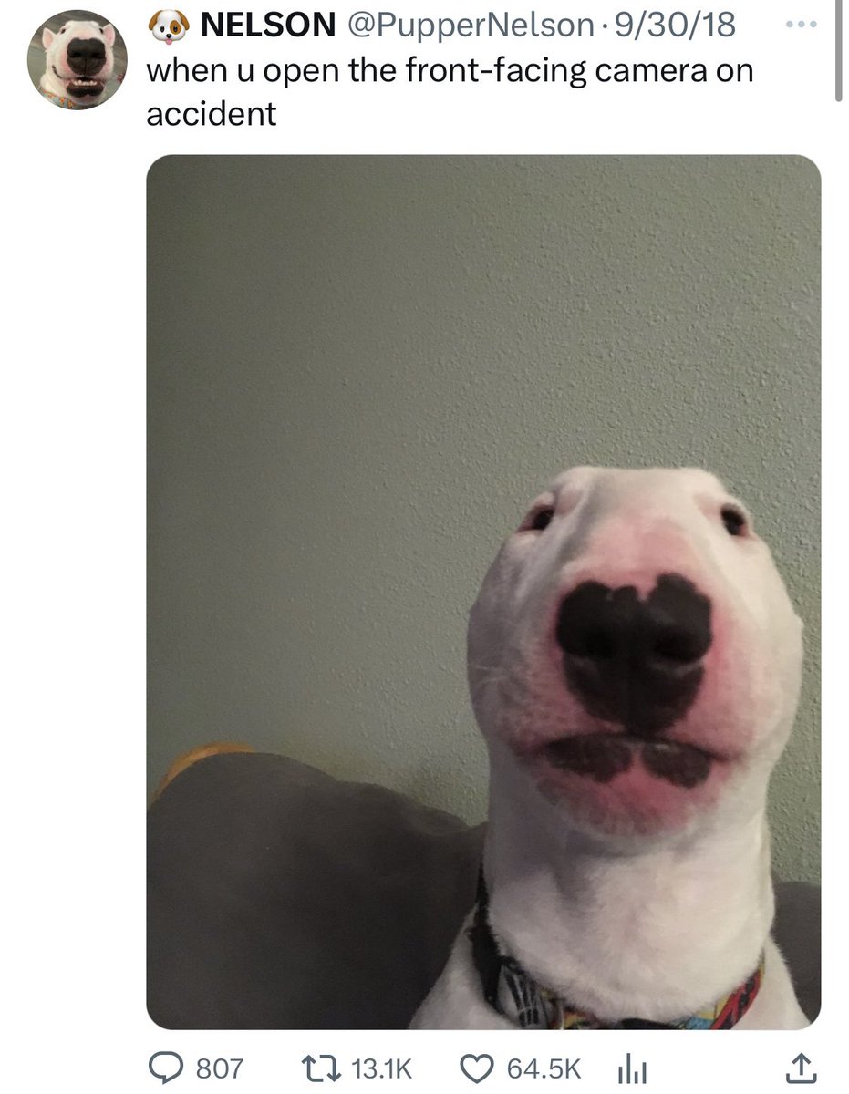 PupperNelson's tweet image. It happened. Birthday Nelson surpassed the meme photo as the most popular Nelson tweet ever. 🤯