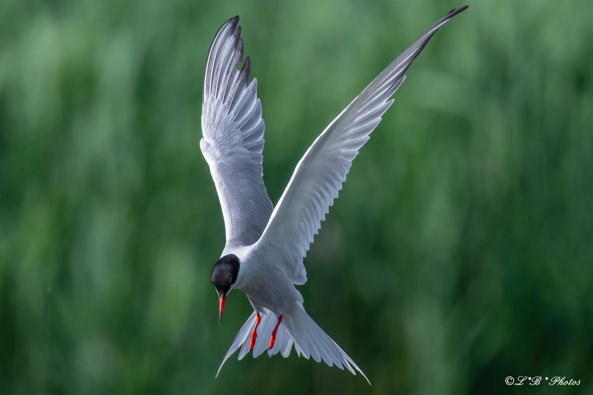 Lorr 333 (@lorr333) on Twitter photo #CommonTern with an eye on the prize 🐟
#LaSalle #Québec #Canada #SternaHirundo
#BirdsSeenIn2023 #birds #nature #TwitterNaturePhotography #wildlifephotography #BirdsOfTwitter <a href="/Britnatureguide/">The British Nature Guide</a> <a href="/ThePhotoHour/">#ThePhotoHour</a> @birdnames_en <a href="/NikonCanada/">Nikon Canada</a> #Z8 <a href="/BPQBirdsighting/">BPQ Bird sightings</a> <a href="/NikonZone/">Nikon Zone</a> #CommonTern with an eye on the prize 🐟
#LaSalle #Québec #Canada #SternaHirundo
#BirdsSeenIn2023 #birds #nature #TwitterNaturePhotography #wildlifephotography #BirdsOfTwitter <a href="/Britnatureguide/">The British Nature Guide</a> <a href="/ThePhotoHour/">#ThePhotoHour</a> @birdnames_en <a href="/NikonCanada/">Nikon Canada</a> #Z8 <a href="/BPQBirdsighting/">BPQ Bird sightings</a> <a href="/NikonZone/">Nikon Zone</a>