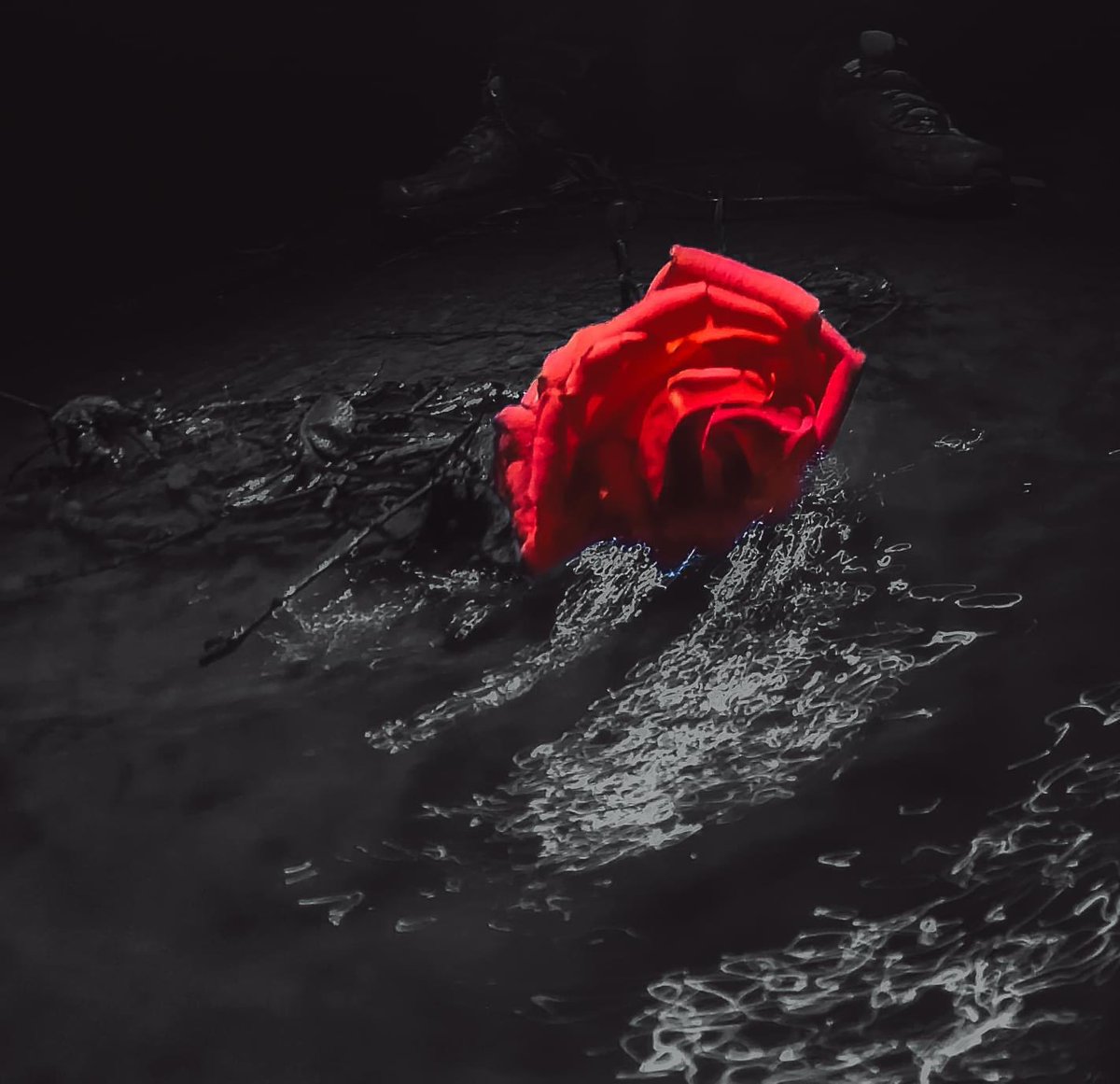 Studoutlaw's tweet photo. #roses  #rose #water #rain #wet https://t.co/5KOuNA9bbn