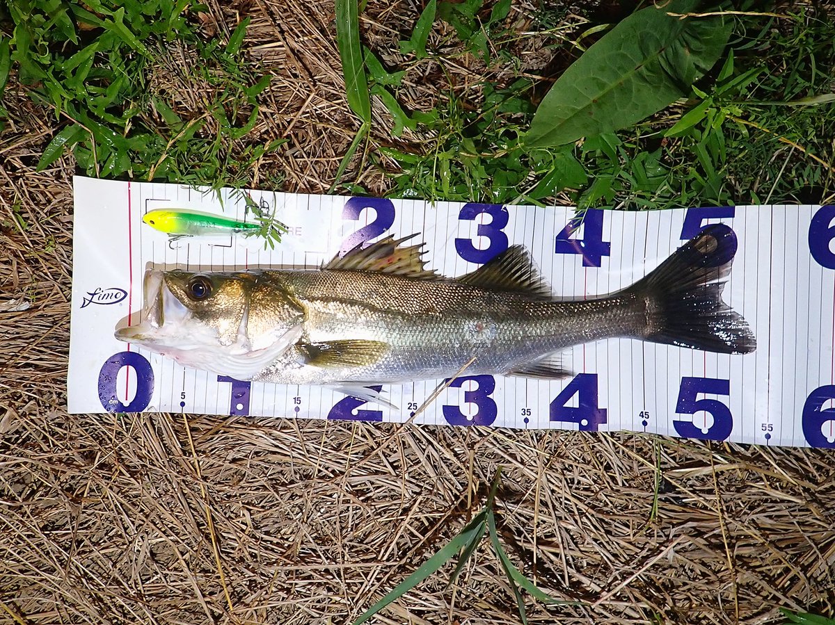 sasametsuribito's tweet image. シンペンで出なくても、ワームで出なくても、バイブレーションで出なくても、トップで出せる魚が居る！！

詳しくはコメント欄のURLをご覧ください。

#fimoモニター