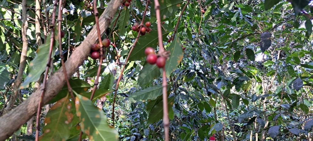 Imorwilson's tweet photo. Great coffee tour with Daniel and team from Carpe Diem in #Alieu excellent βοΈ & info #hauniatimorleste πΉπ± #CoffeeTime https://t.co/xYnYDRGGiP