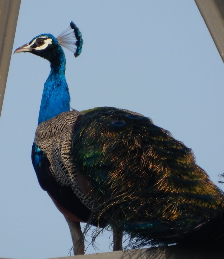 Nisha Rai Advocate tweet media