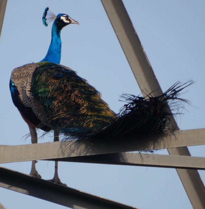 Nisha Rai Advocate tweet media