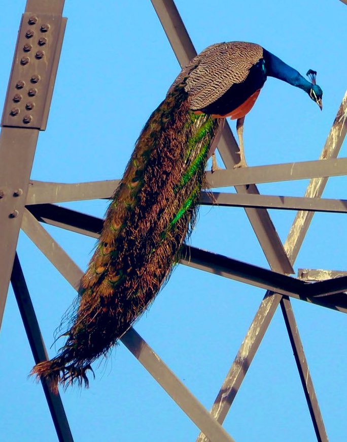 Nisha Rai Advocate tweet media