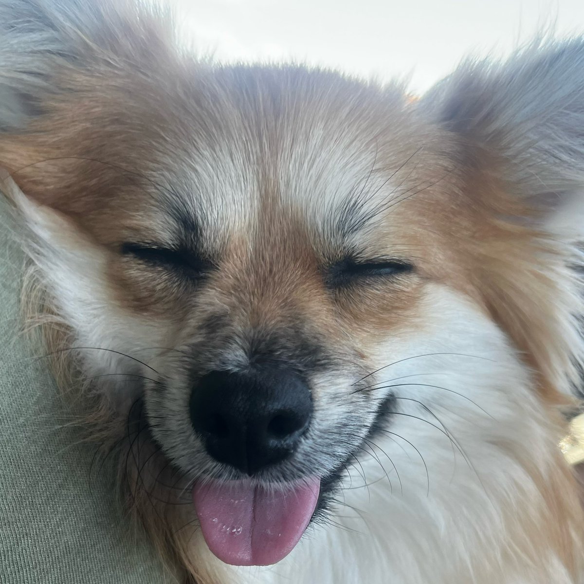 jennkindaexists on Twitter: "Happiest pupper"